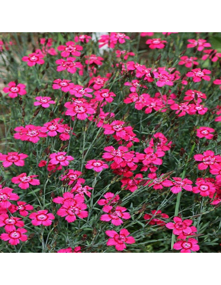 Goździk kropkowany Splendens Dianthus deltoides