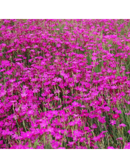 Splendens Goździk kropkowany Dianthus deltoides