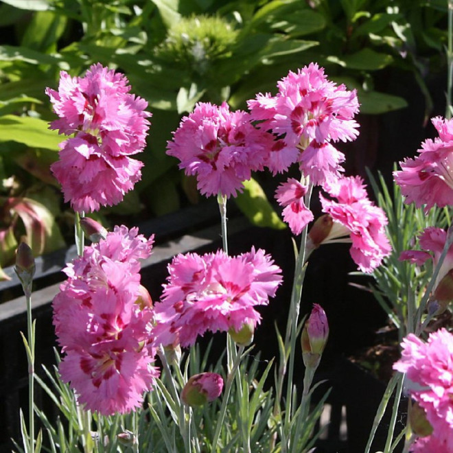 Goździk pierzasty Magic Dianthus plumarius