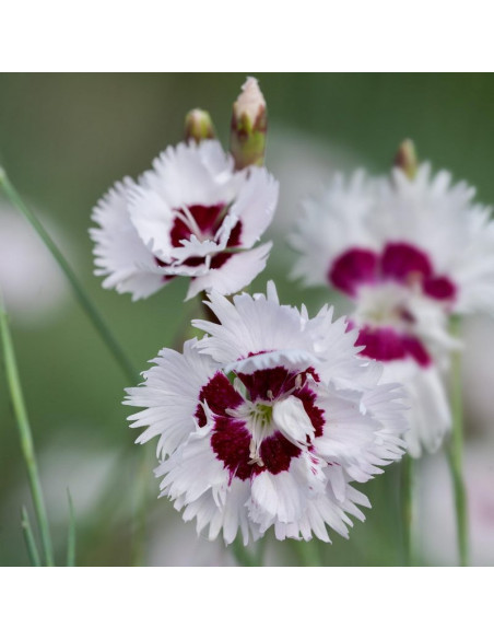 Goździk postrzępiony Ine Dianthus plumarius