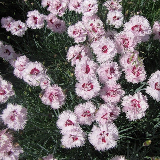 Ine Dianthus Goździk postrzępiony plumarius