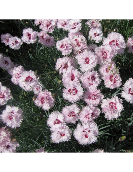Ine Dianthus Goździk postrzępiony plumarius