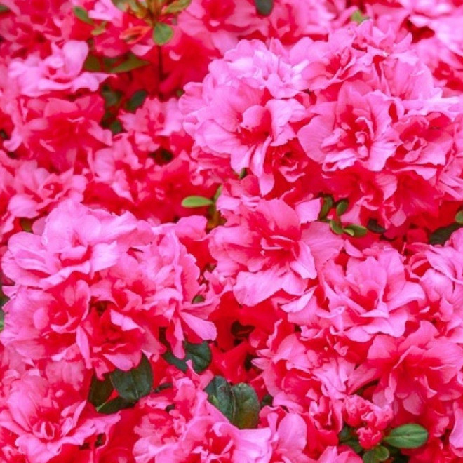 Rokoko Azalia japońska Rhododendron obtusum