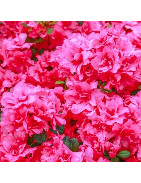 Rokoko Azalia japońska Rhododendron obtusum