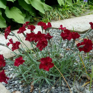 Rubin Goździk siny Dianthus gratianopolitanus