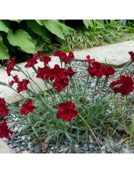Rubin Goździk siny Dianthus gratianopolitanus
