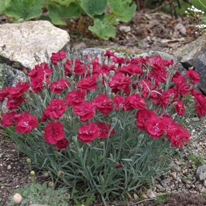 Goździk siny Rubin Dianthus gratianopolitanus