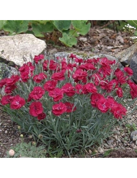 Goździk siny Rubin Dianthus gratianopolitanus