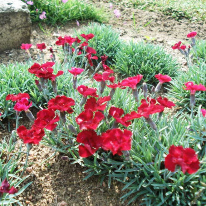 Dianthus gratianopolitanus Goździk siny Rubin