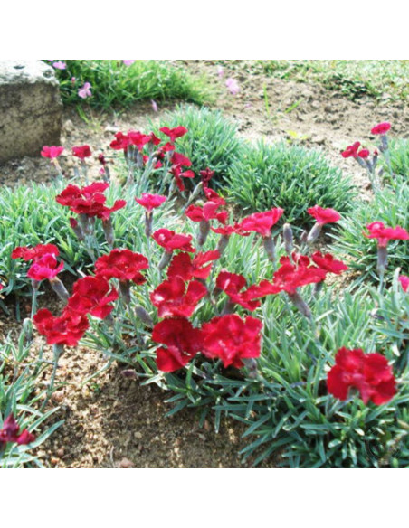 Dianthus gratianopolitanus Goździk siny Rubin