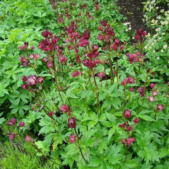 Jarzmianka Hadspen Blood Astrantia