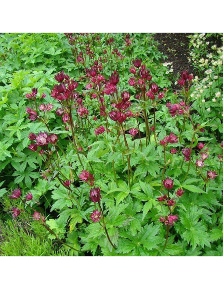 Jarzmianka Hadspen Blood Astrantia