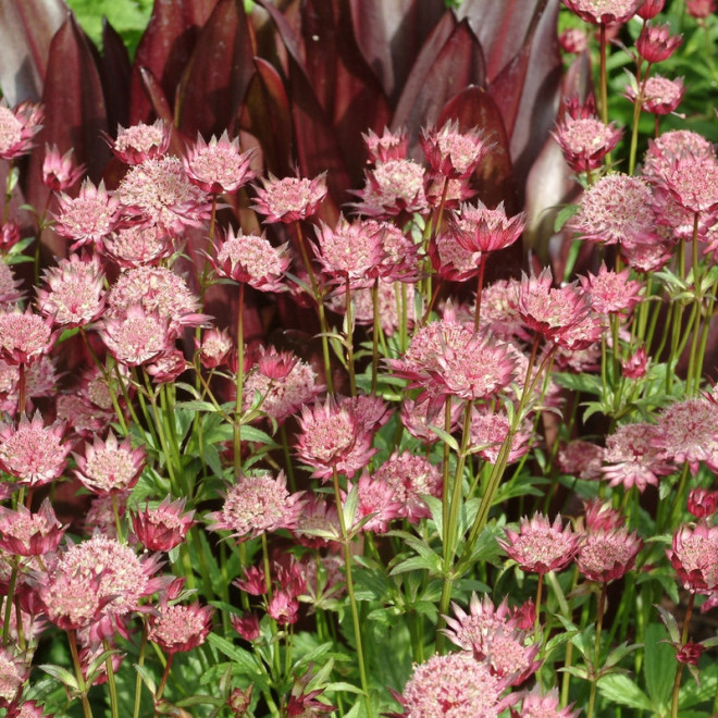 Hadspen Blood Jarzmianka Astrantia