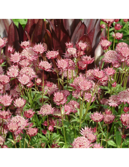 Hadspen Blood Jarzmianka Astrantia