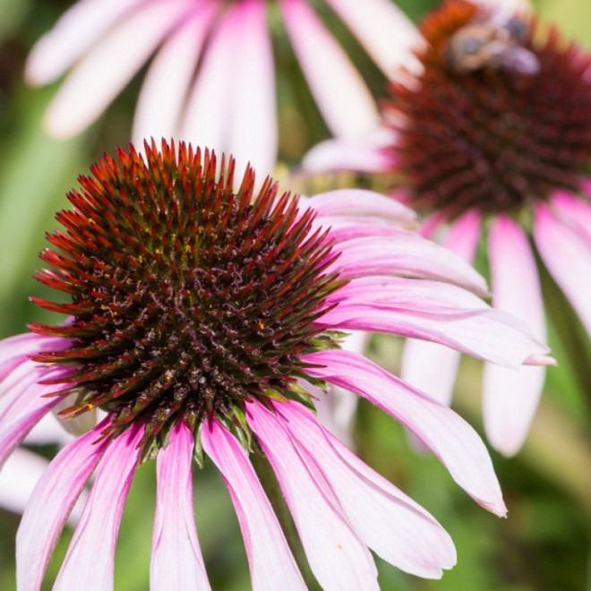 Jeżówka Fountain Pink Eye Echinacea