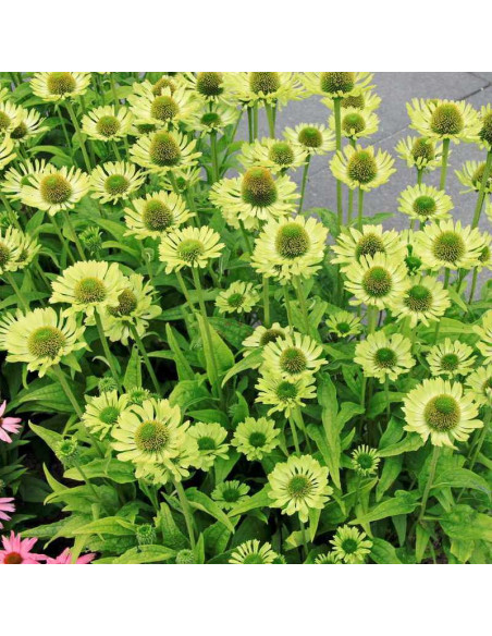 Jeżówka Green Jewel Echinacea