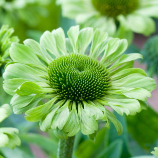 Jeżówka Green Jewel Echinacea 2