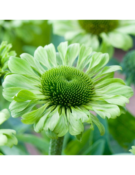 Green Jewel Jeżówka Echinacea
