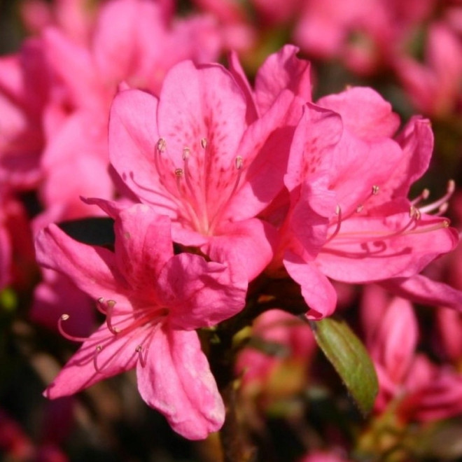 Azalia japońska Rosalind Rhododendron obtusum