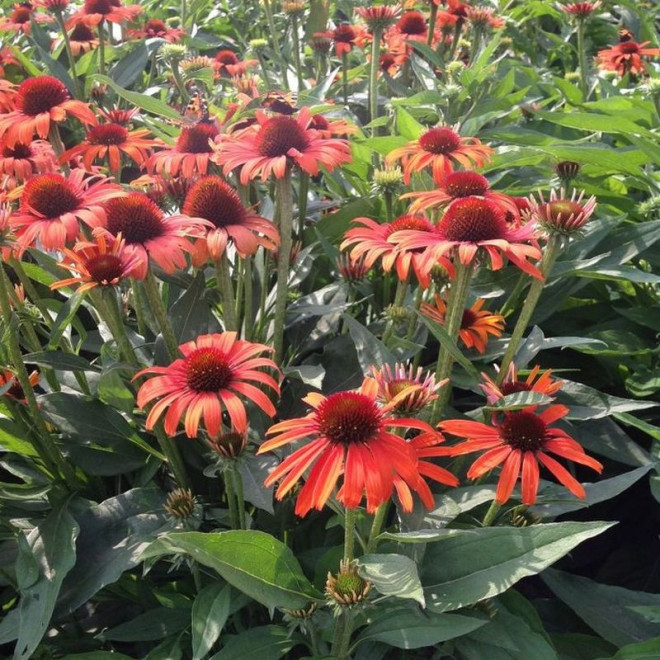 Jeżówka Julia Echinacea