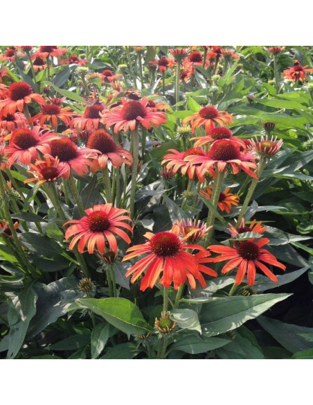 Jeżówka Julia Echinacea