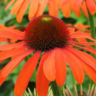 Jeżówka Julia Echinacea 2