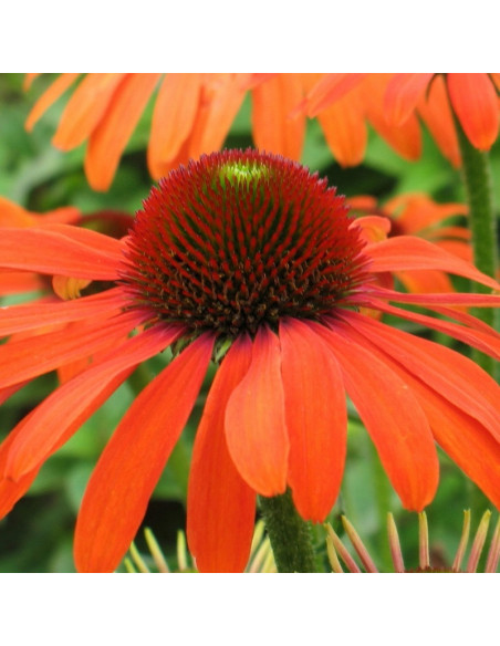 Julia Jeżówka Echinacea