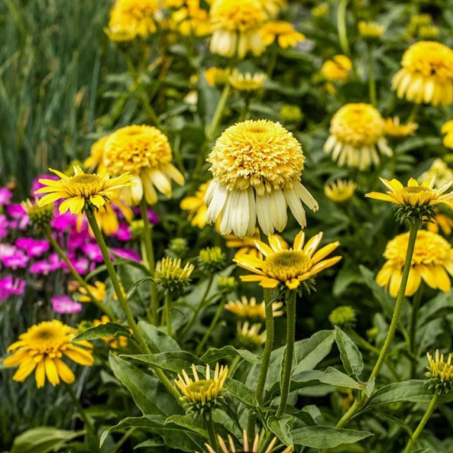 Jeżówka Lemon Drop Echinacea