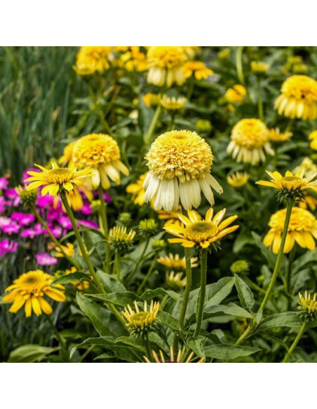 Jeżówka Lemon Drop Echinacea