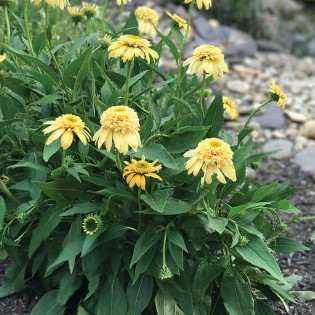 Jeżówka Lemon Drop Echinacea 2