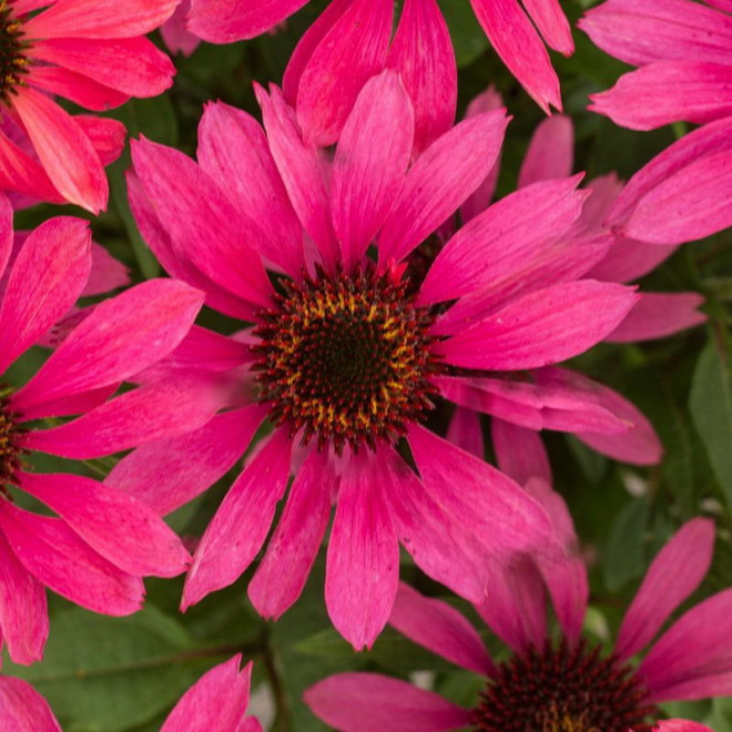 Jeżówka Magenta Pearl Echinacea