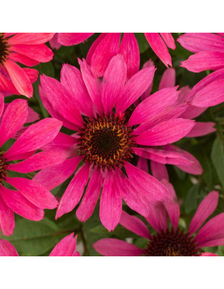 Jeżówka Magenta Pearl Echinacea