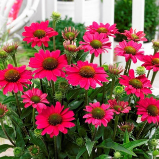 Jeżówka Magenta Pearl Echinacea 2