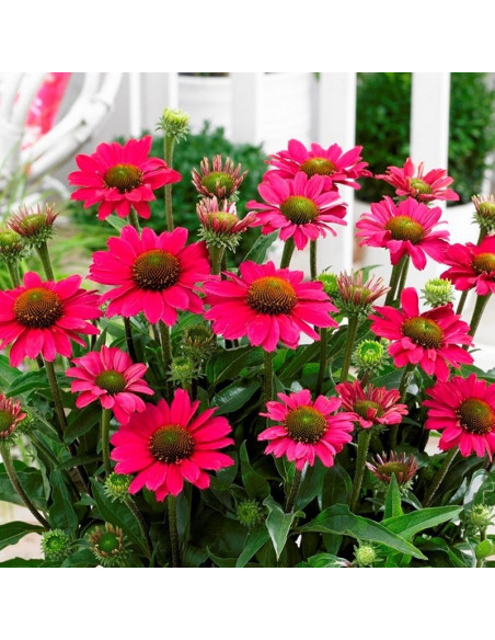 Magenta Pearl Jeżówka Echinacea