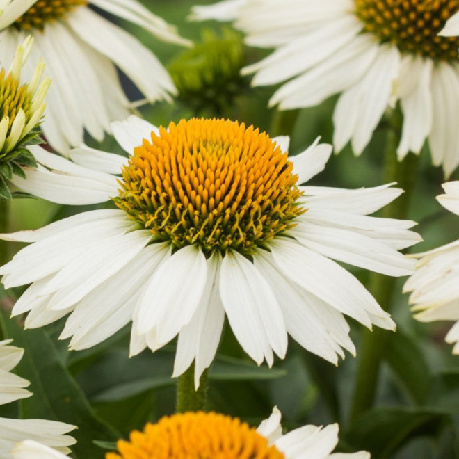 Meditation White Jeżówka Echinacea