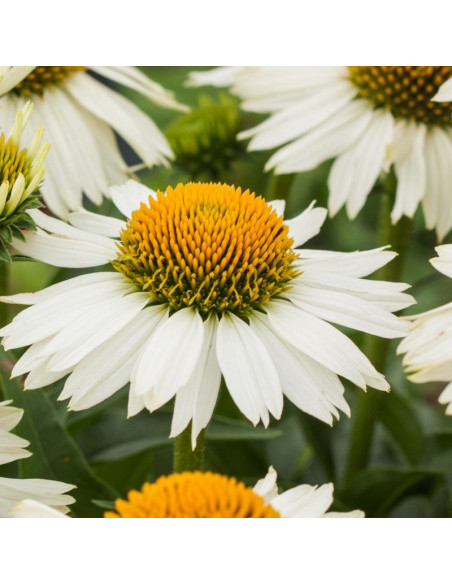 Meditation White Jeżówka Echinacea