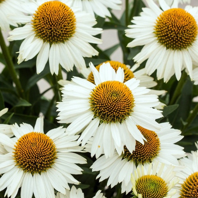 Jeżówka Meditation White Echinacea