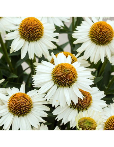 Jeżówka Meditation White Echinacea