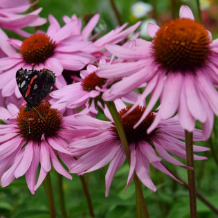 Jeżówka purpurowa Bright Rose Echinacea purpurea