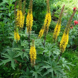 Języczka Przewalskiego Ligularia przewalskii