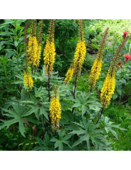 Języczka Przewalskiego Ligularia przewalskii