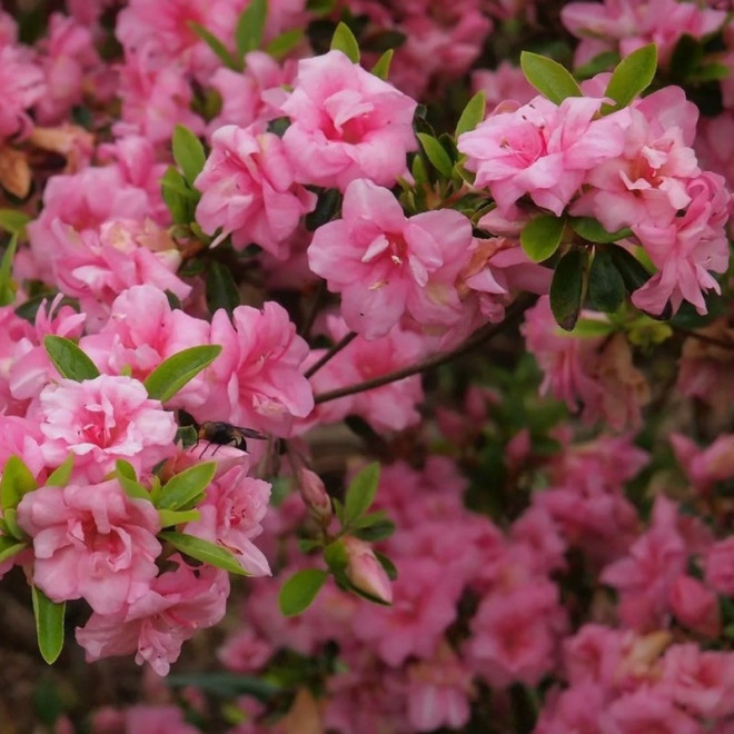 Azalia japońska Rosebud Rhododendron obtusum