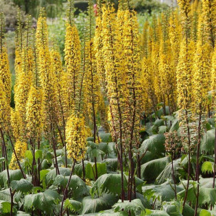 Języczka Przewalskiego Ligularia przewalskii 2