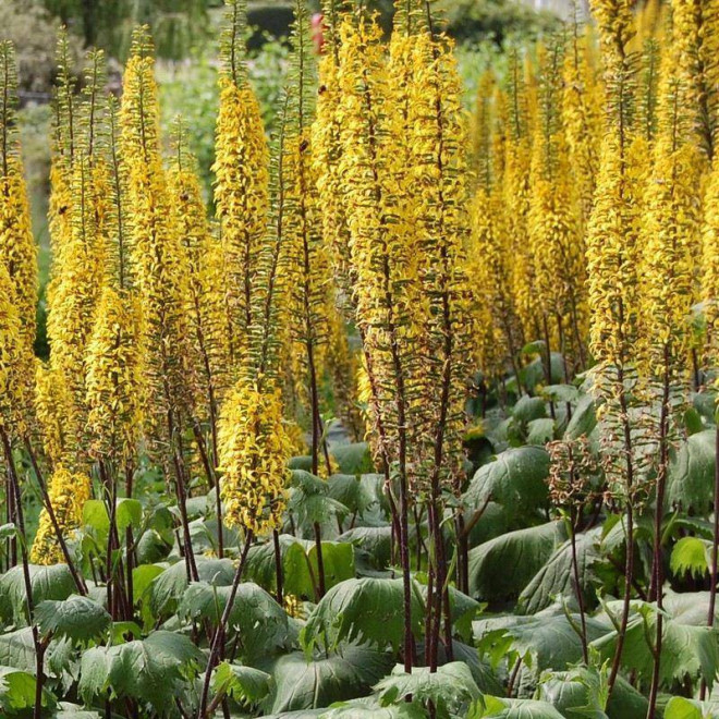 Ligularia przewalskii Języczka Przewalskiego