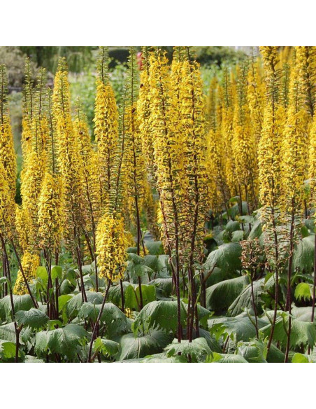 Ligularia przewalskii Języczka Przewalskiego