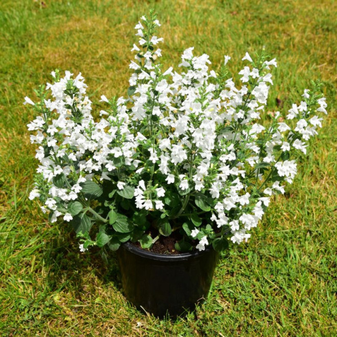 Kalaminta mniejsza Marvalette White Calamintha nepeta