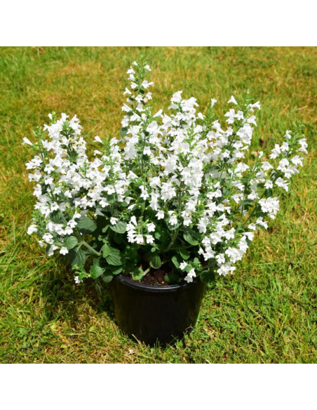 Kalaminta mniejsza Marvalette White Calamintha nepeta