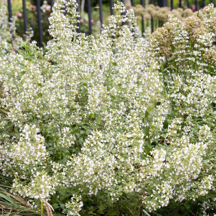 Kalaminta mniejsza Marvalette White Calamintha nepeta 2