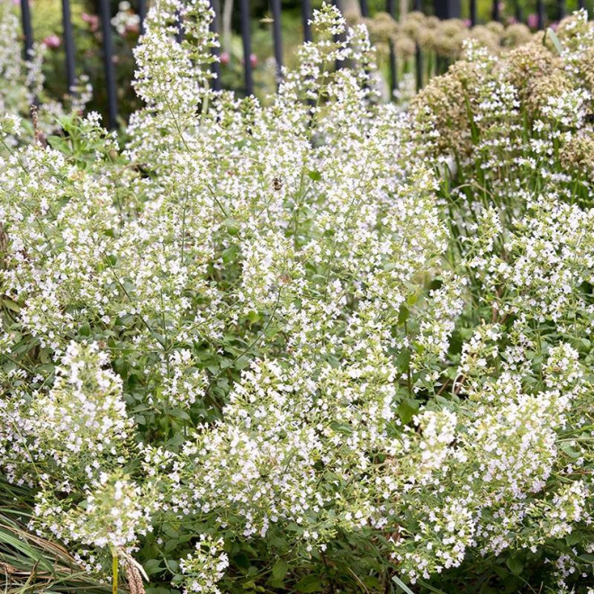 Marvalette White Kalaminta mniejsza Calamintha nepeta