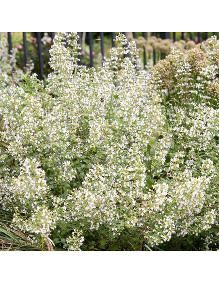 Marvalette White Kalaminta mniejsza Calamintha nepeta